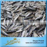 Bonito Fish In Stock For Market thumbnail-2