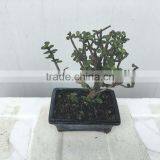 Portulacaria Afra Bonsai ( Jade Plant) thumbnail-3