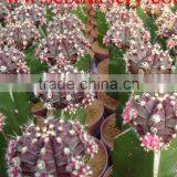 Cactus Y93 thumbnail-2