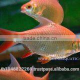 Albino Red Tail Tinfoil Barb Fish / Thailand Tropical Fish Exporter thumbnail-2