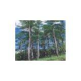 Larix Gmelini P.E(sales22 at Lgberry Dot Com Dot Cn)