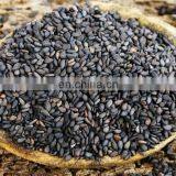 Professional Sesame Seeds Washing and Drying Machine Sesame Seed Cleaning Machine Price thumbnail-6