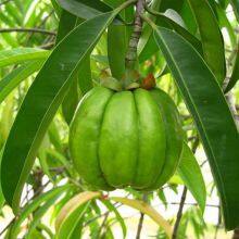 Garcinia Cambogia Extract thumbnail-4