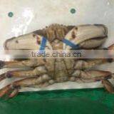 Live Dungeness Crab thumbnail-2