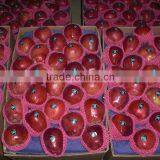 Fresh Red Apple thumbnail-1