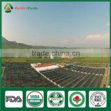 China Professional Supplier Factory Price for Shiitake Mushroom Spawn Growing Kit thumbnail-5