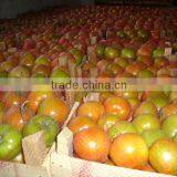 Fresh Tomato thumbnail-1