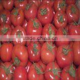 Fresh Red Organic Tomato thumbnail-2