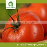 fresh red delicious tomatoes for exporting