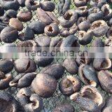 Viet Nam Dried Sea cucumber with competitive price