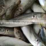China Frozen Horse Mackerel Fish Yellow Tail Fishing Trawlers thumbnail-4