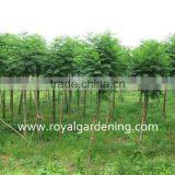 Jacaranda Mimosifolia Tropical Trees thumbnail-2