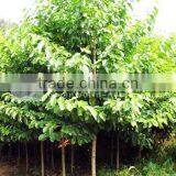 Michelia Chapensis Cold Hardy Trees thumbnail-1