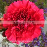 Fresh Cut Flowers fragrant real touch carnation to friends