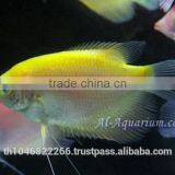Giant Gourami Mix Color / Aquarium Fish Exporter thumbnail-6