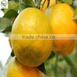 Mandarin Orange in Price thumbnail-1