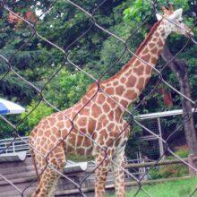 Not Easily Corroded Stainless Steel Anti-fall Net Easy Maintenance thumbnail-2