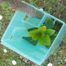 Custom Polypropylene Correx Tree Shelter Panels for Young Plant Protection thumbnail-2