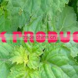 Pure & Natural Patchouli Oil