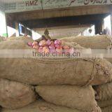 Red Onions Vegetable thumbnail-1