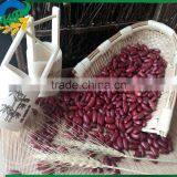 Top Organic Chinese Dark Red Kidney Beans thumbnail-1