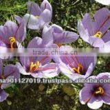 Pure Moroccan Saffron 100% BIO ( The Best Quality In World) thumbnail-3