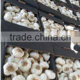 DRY GARLIC FROM EGYPT RED AND WHITE GOOD PRICE thumbnail-4