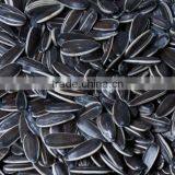 American Type New Crop Black Sunflower Seed 5009 thumbnail-2
