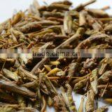 Best Price of Plastic Grasshoppers thumbnail-3