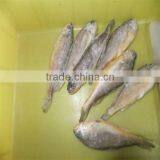 Frozen Quality Yellow Sea and All Fish Seafood thumbnail-1