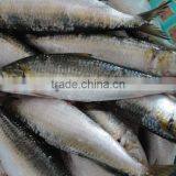 Cheap Sea Frozen Sardine Fish thumbnail-2