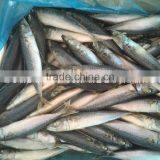 SEA FROZEN MACKEREL SIZE 6 FOR SALE MARKET thumbnail-4