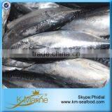 Frozen Bonito Fish Without Points thumbnail-3