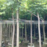 Bauhinia Blakeana Hong Kong Orchid Tree thumbnail-3