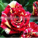 Hot Selling Black Roses Sale High Quality Fresh Cut Flower Spray Rose Meteor Shower for Banquets Factory Prize Supply thumbnail-6