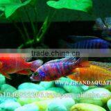 Malawi Cichlid Fish Farm For Sale and Export thumbnail-2