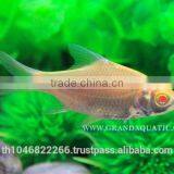 Albino Tinfoil Barb Fish For Sale / Aquarium Fish Farm thumbnail-2