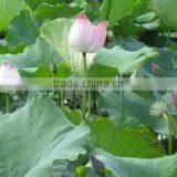 Nelumbo Nucifera Extract thumbnail-3