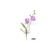 Cymbidium Orchid thumbnail-1