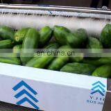 Wholesale Automatic Vegetable Irish Potato Onion Ginger Peeler Taro Radish Date Passion Fruit Peeling Machine thumbnail-1