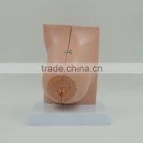 Female Lactating Breasts