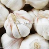 hot: bulk garlics 2015 garlic supplier by shandong garlic factory
