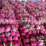 Red Heart Fresh Dragon Fruit thumbnail-3