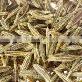 Indian Testy Whole Spices - Whole Large Cumin (Jeera) thumbnail-3