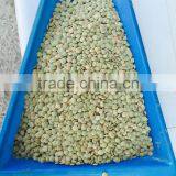 Green Lentil Best Quality in the World Cleaned by Sortex thumbnail-4