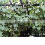 Cheap Natural Decoration Artificial Bamboo Poles thumbnail-1