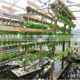 2016 Hot Sale Large Hydroponic Greenhouse thumbnail-1