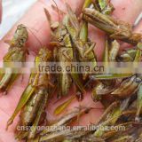 Freeze Dried Grasshoppers For Pet Birds Food Supplies