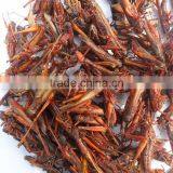 Insect Protein of Dried Locust thumbnail-2