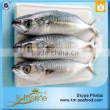 China Seafood Export Frozen Pacific Mackerel thumbnail-1
